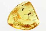 Detailed Fossil Crane Fly (Helius) In Baltic Amber #346388-1